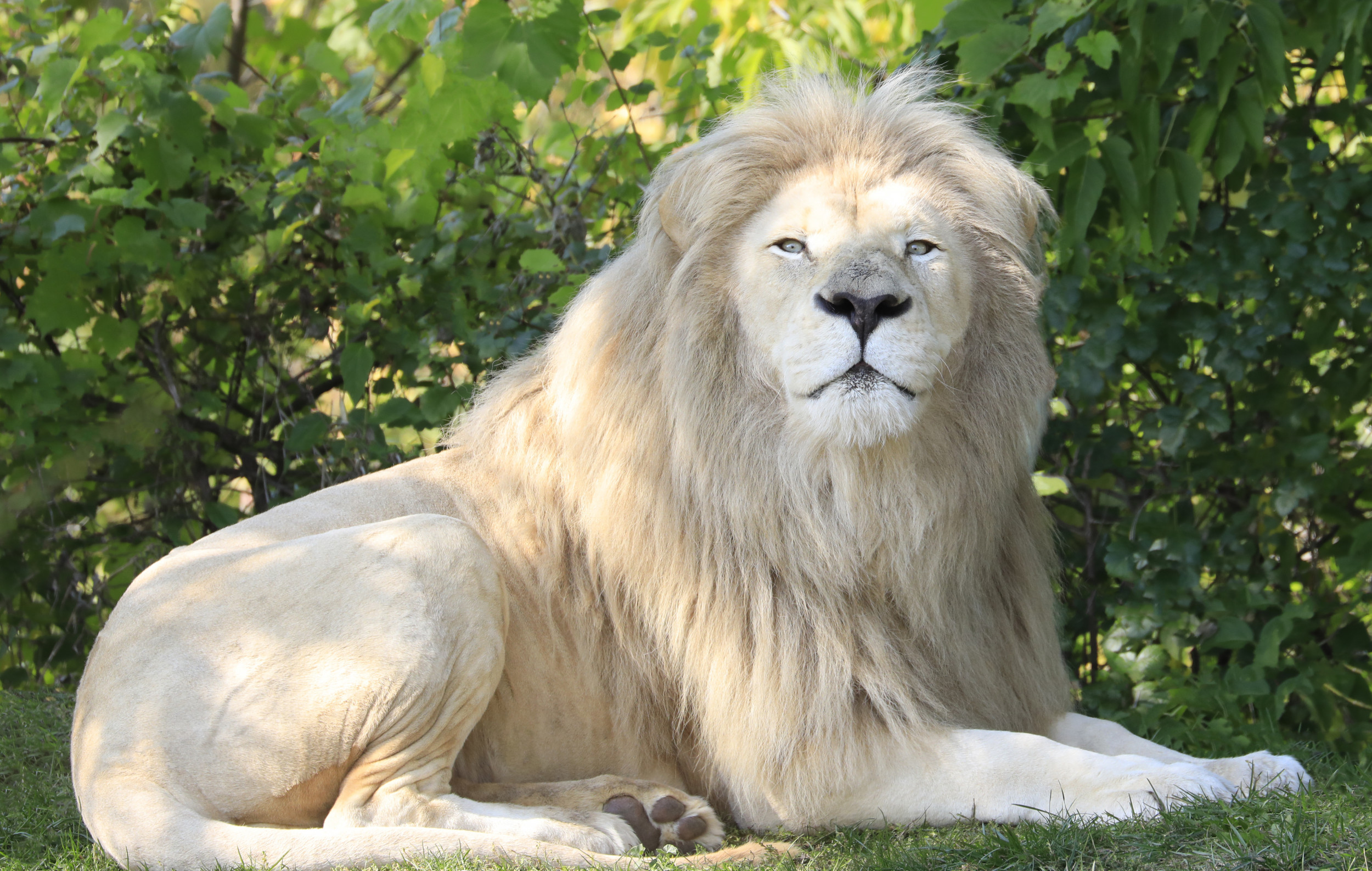 Lion in China Zoo Becomes Internet Hit Over Unique Hairstyle