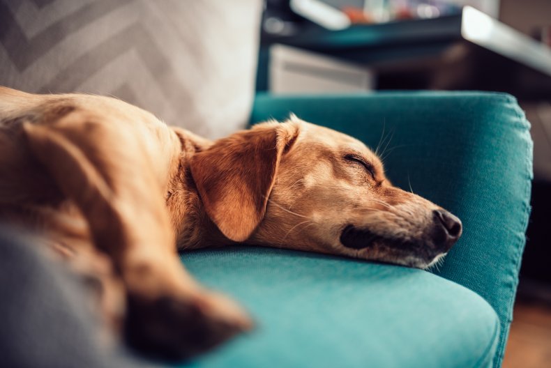 A dog sleeps on a sofa.
