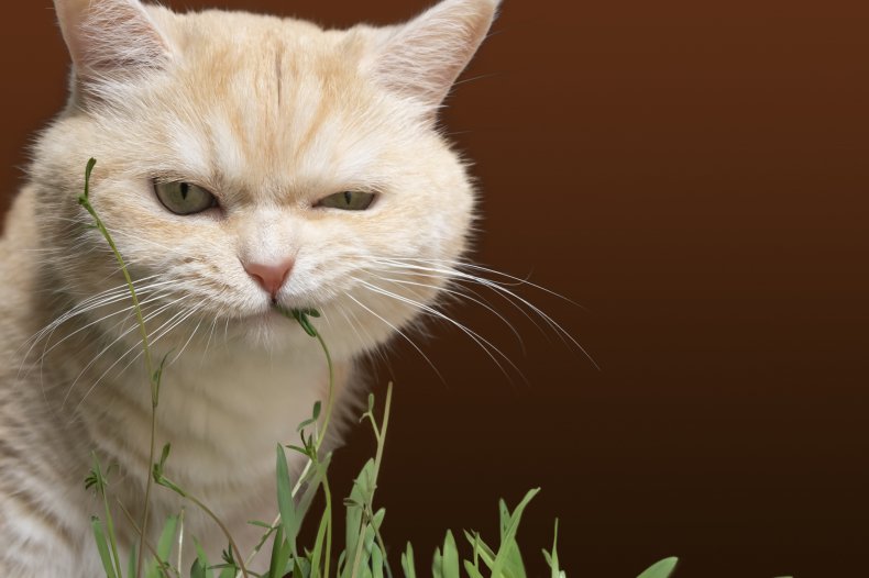 Cat chewing on grass
