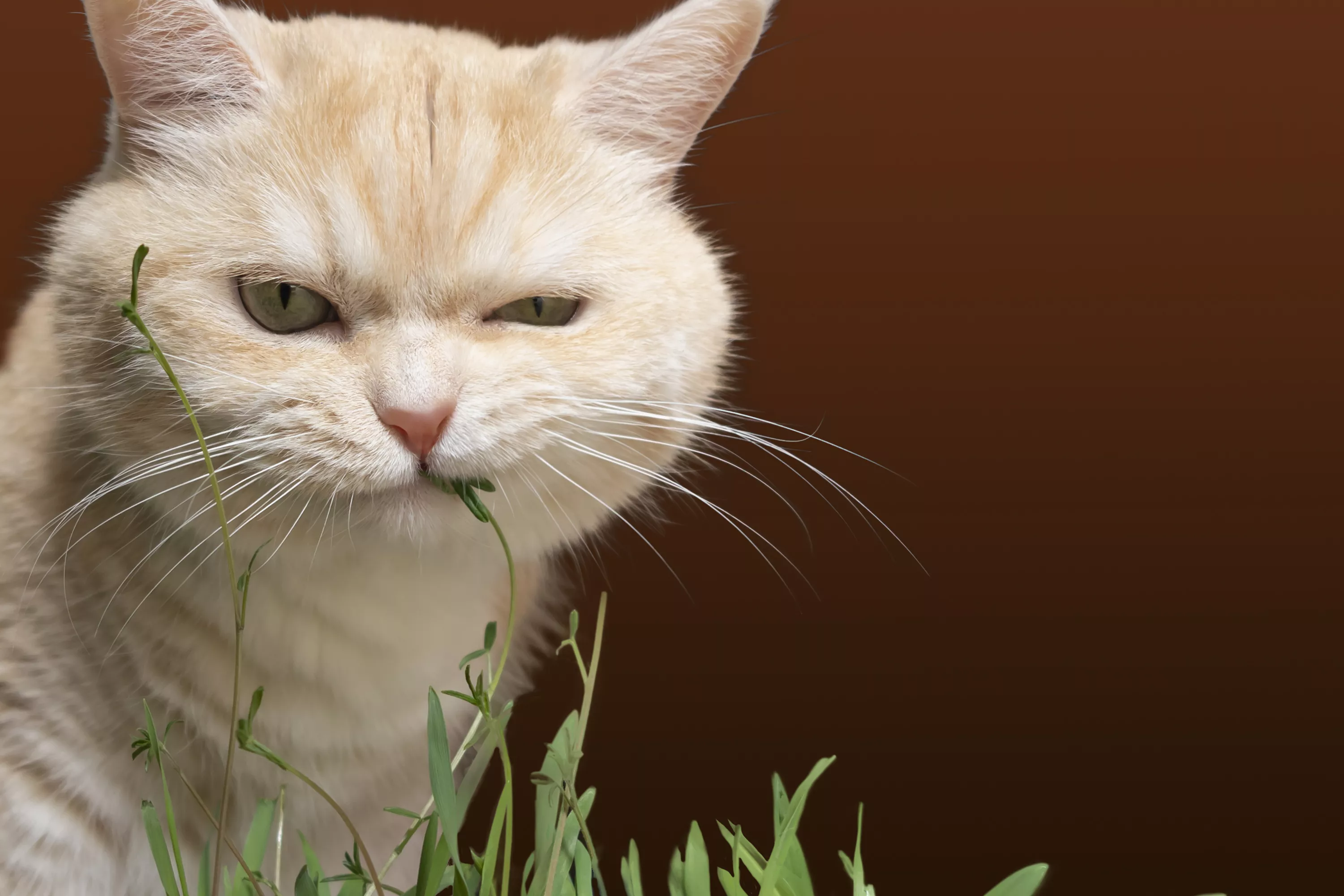 What To Do If Your Cat Has Had Too Much Catnip - Vimarsana News