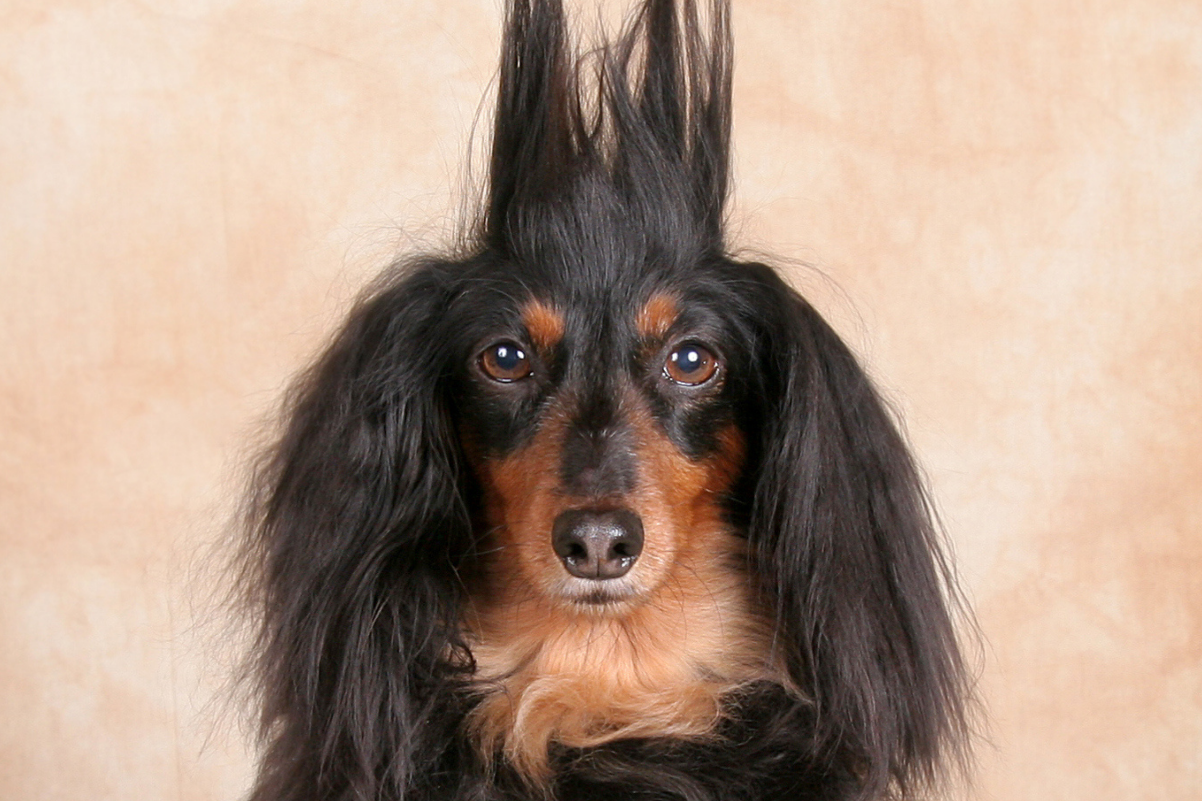 Собака с волосами. Собачка с волосами. Собака с длинными волосами. Порода собак с шевелюрой.