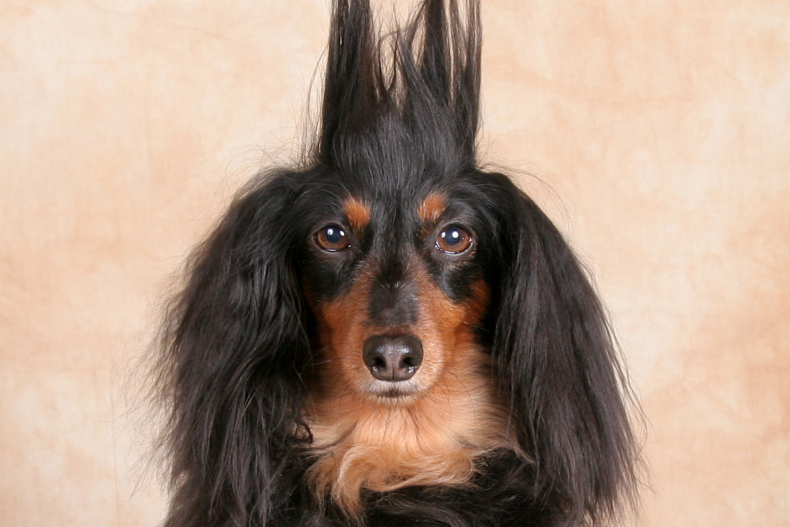 Dog with “Staticky” Hair Compared to Pokemon