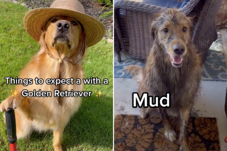 Viral video shares life with Golden Retriever