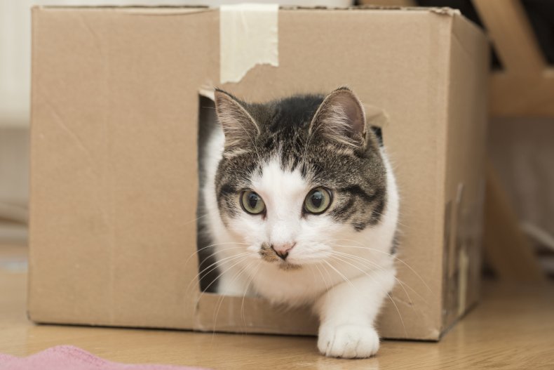Cat crawling through hole