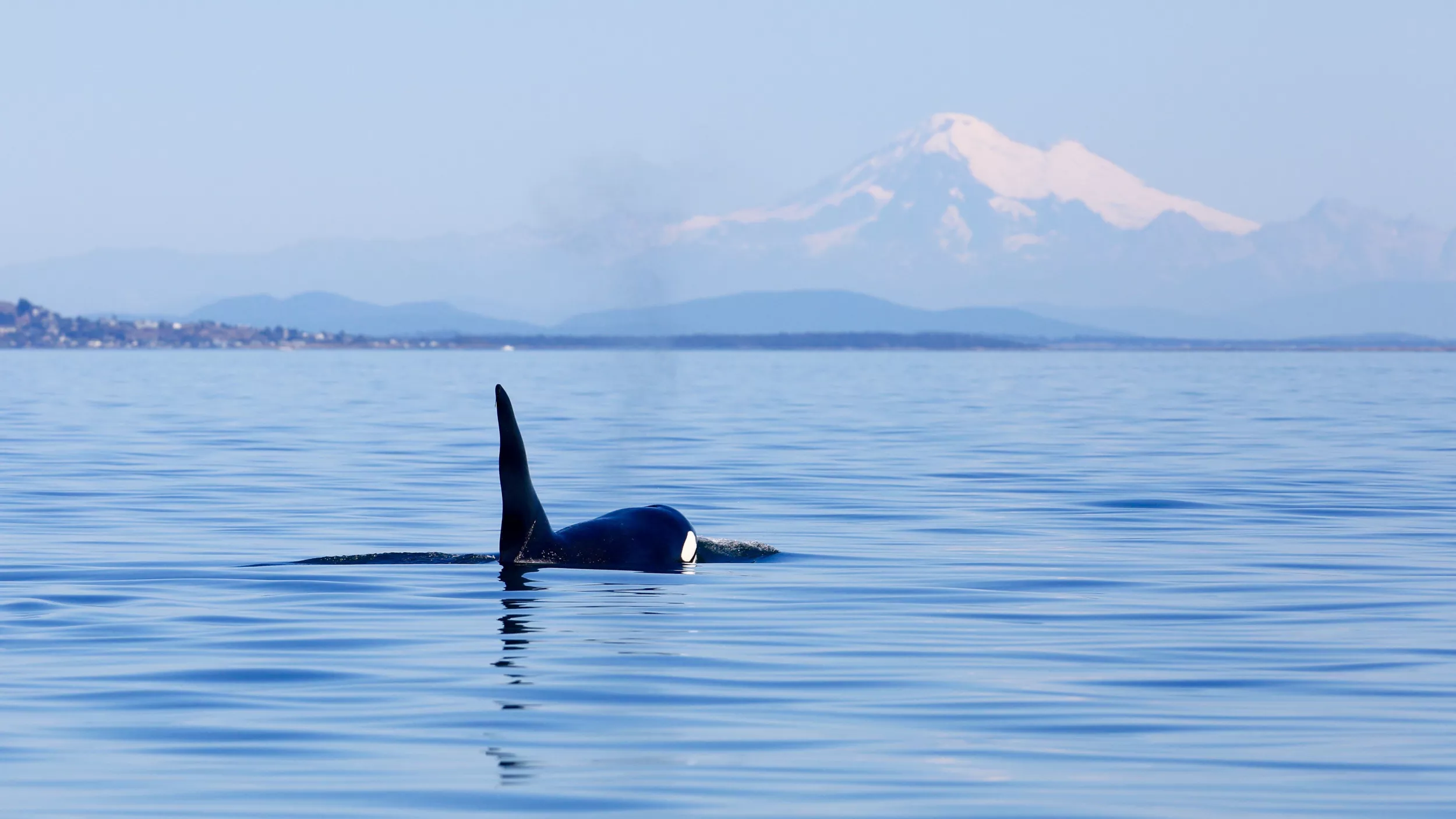 Killer Whale Cruising Cape Cod Waters Is 30ft Bull Named 'Old Thom' - Vimarsana News