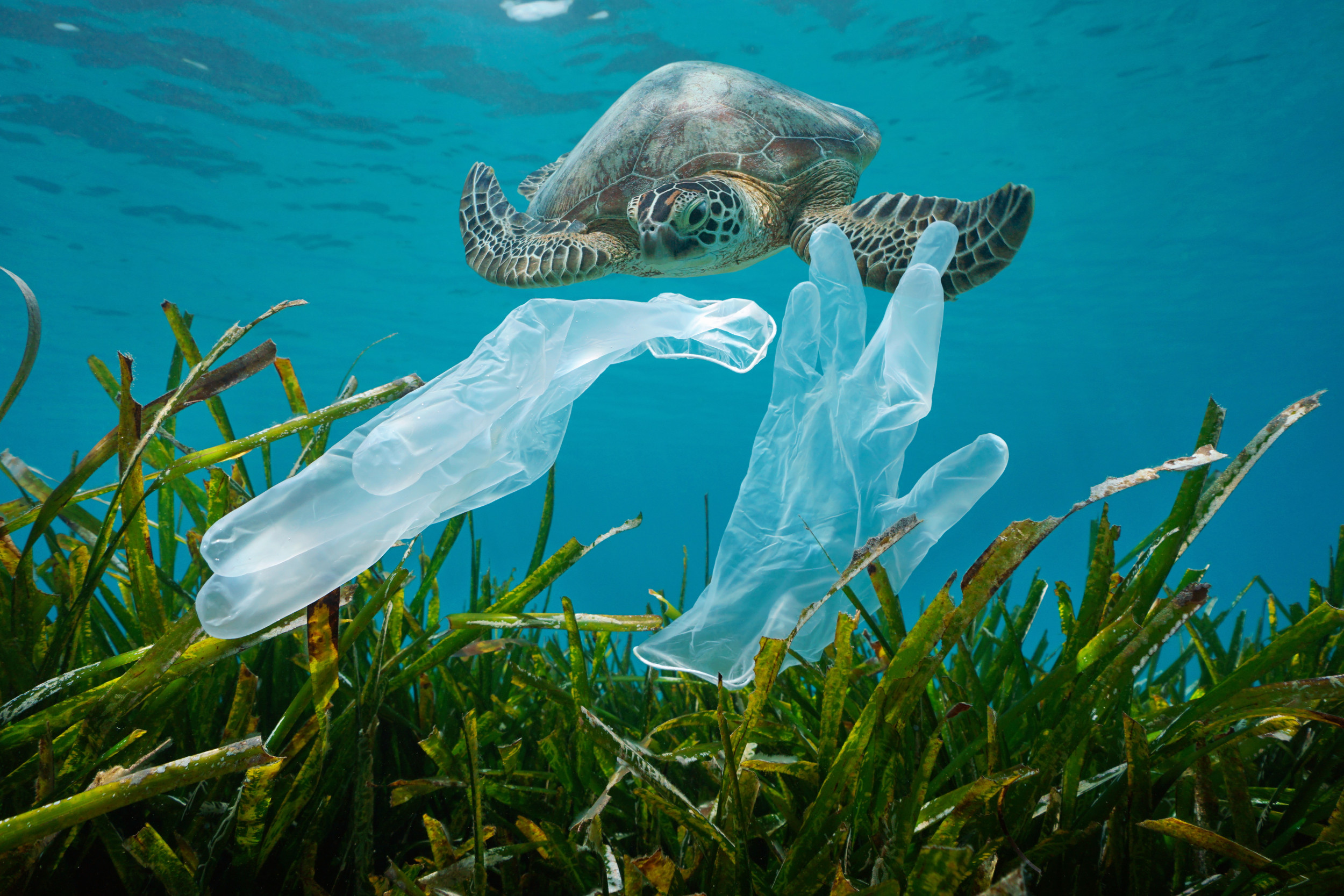 Why Is Plastic So Nondegradable—it S All Natural