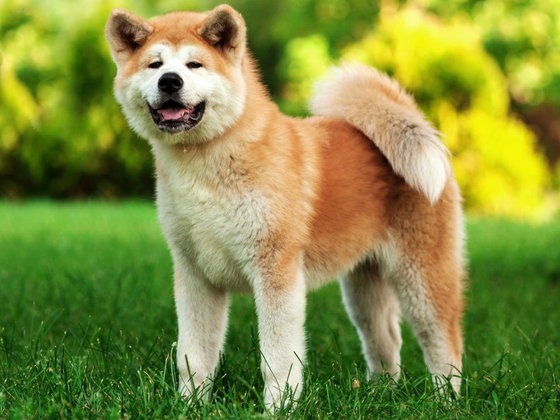 Akita Dog