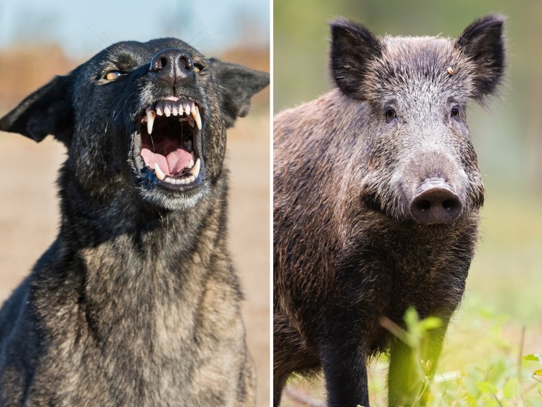 Video of Dogs Attacking Pigs Sparks Outrage in New Zealand