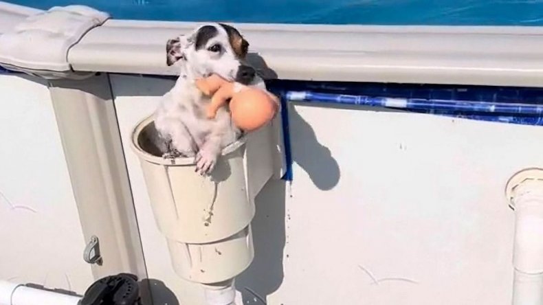 BabyGirl the Jack Russell uses pool filter