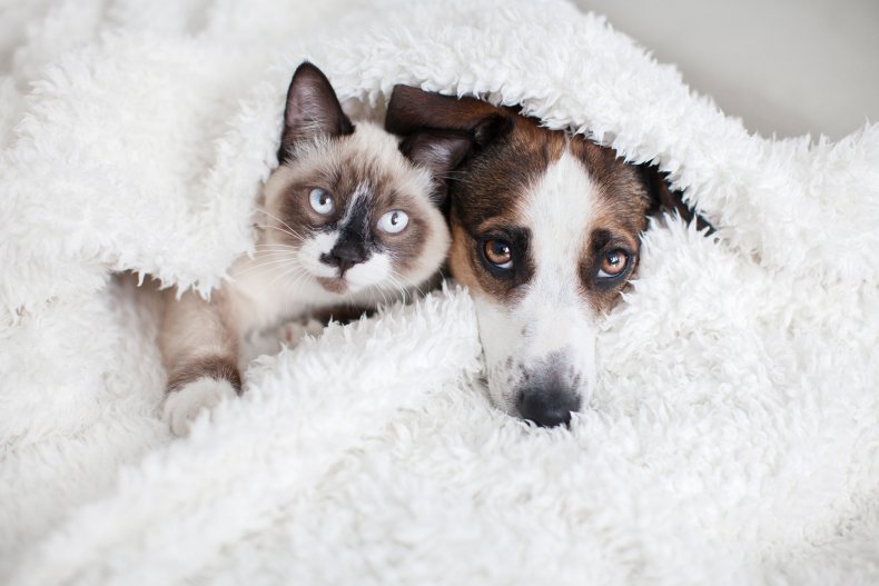 A cat and dog sleeping.
