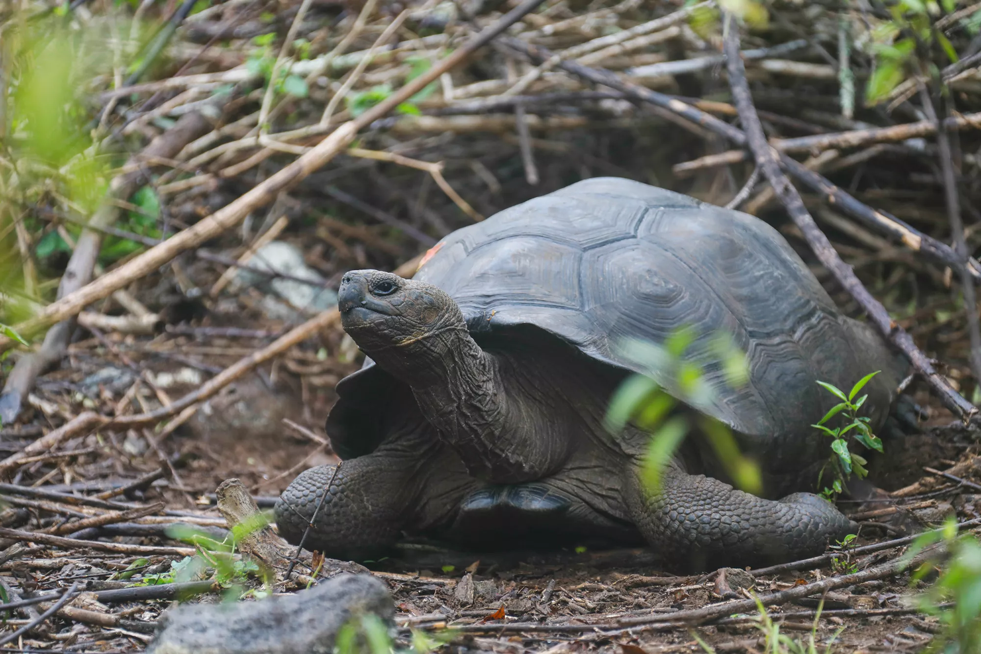 Luxury Hotel on Galapagos Isle Will Destroy Wildlife, Experts Say - Vimarsana News