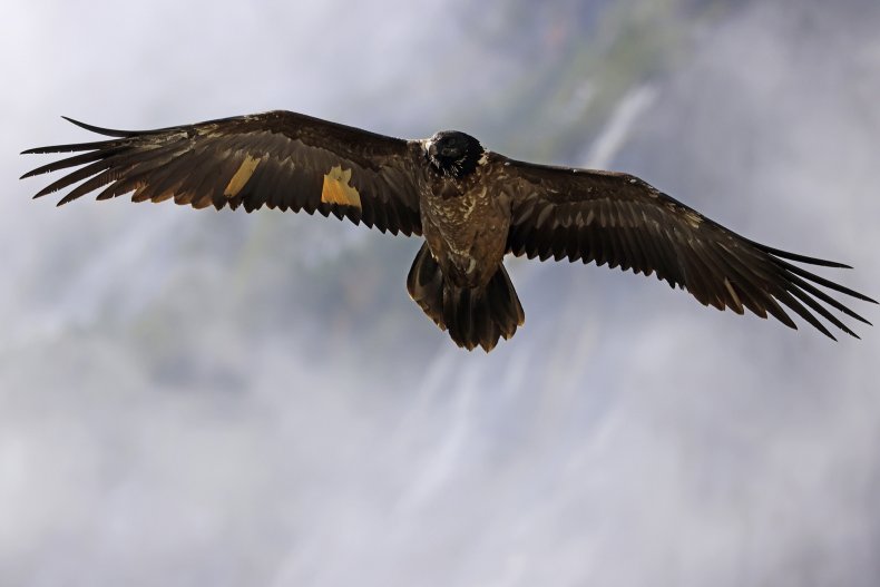 Wally the bearded vulture