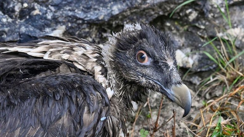 Bearded vultures