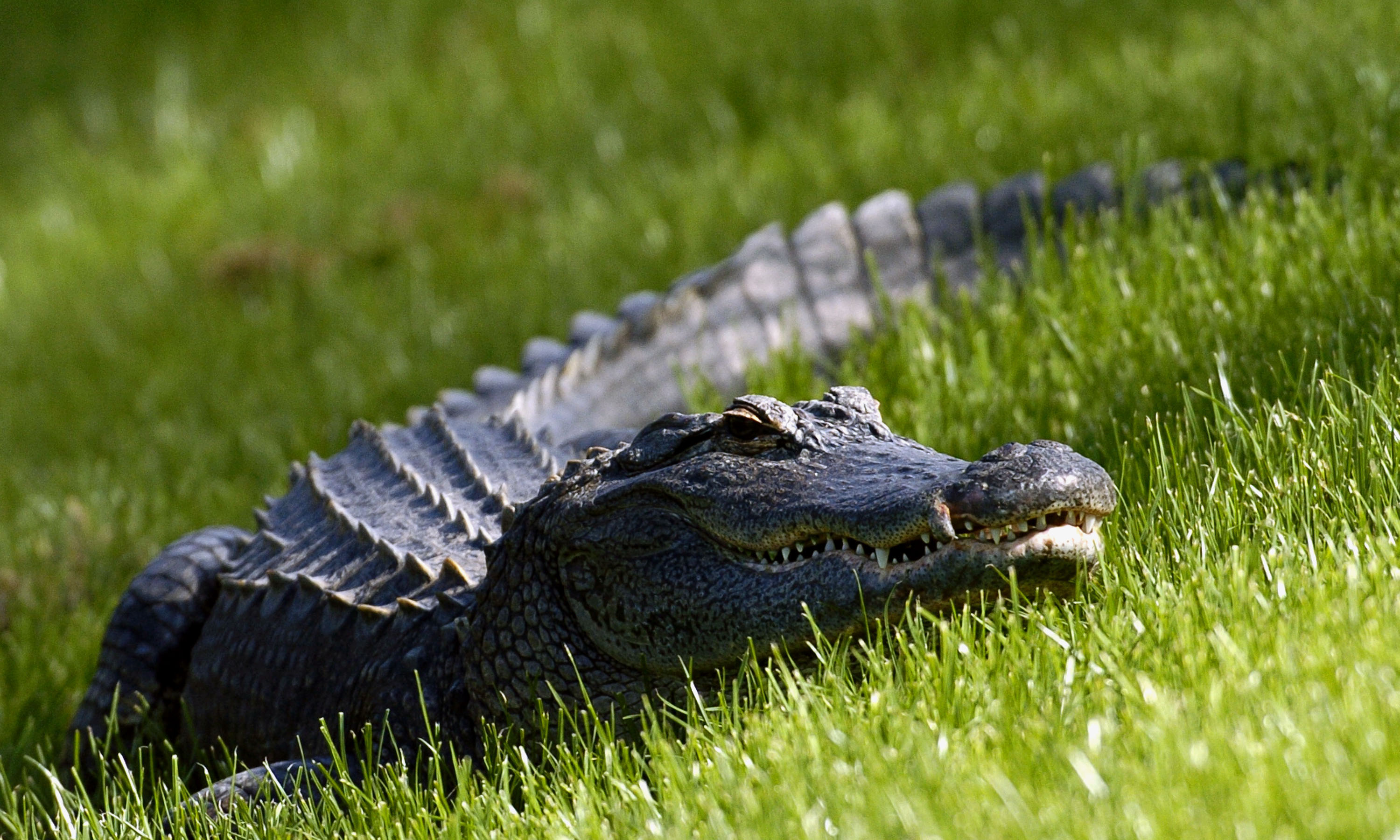 Gator No Trespassing  Sign NEW 10 x 15  Alligator Reptile 