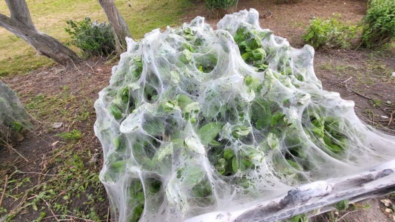 Caterpillar webs at park