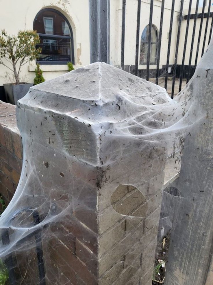 Caterpillar webs at park