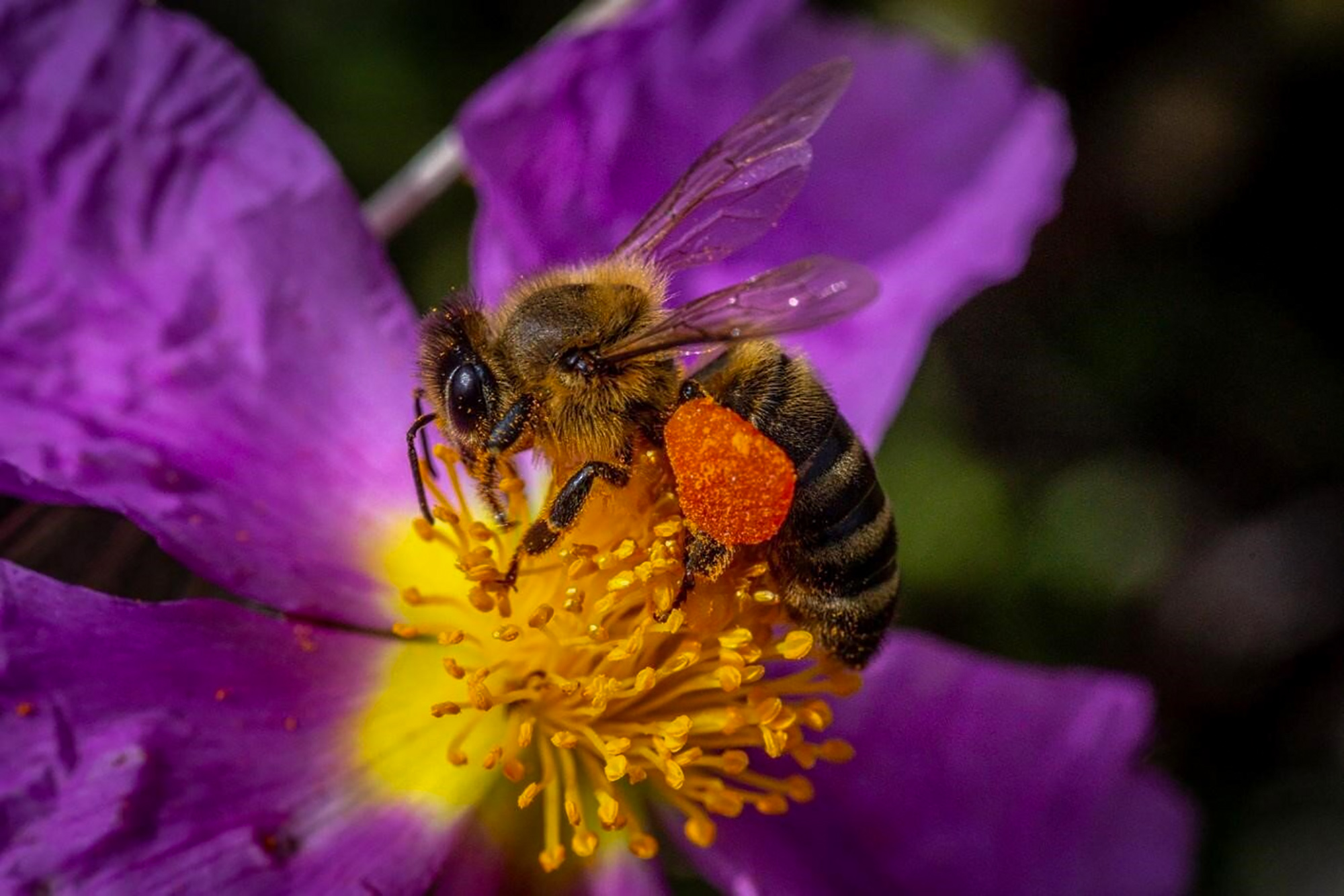 Пчела питается нектаром. Колония пчел. Как взаимодействуют пчела и цветок. С какими телами взаимодействует пчела при взлёте с цветка ?. На каком поле какой нектар.