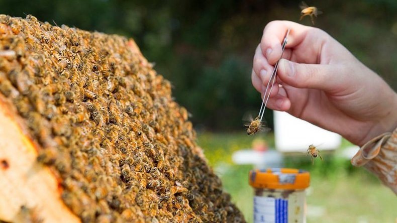 Collecting a nurse bee from a hive