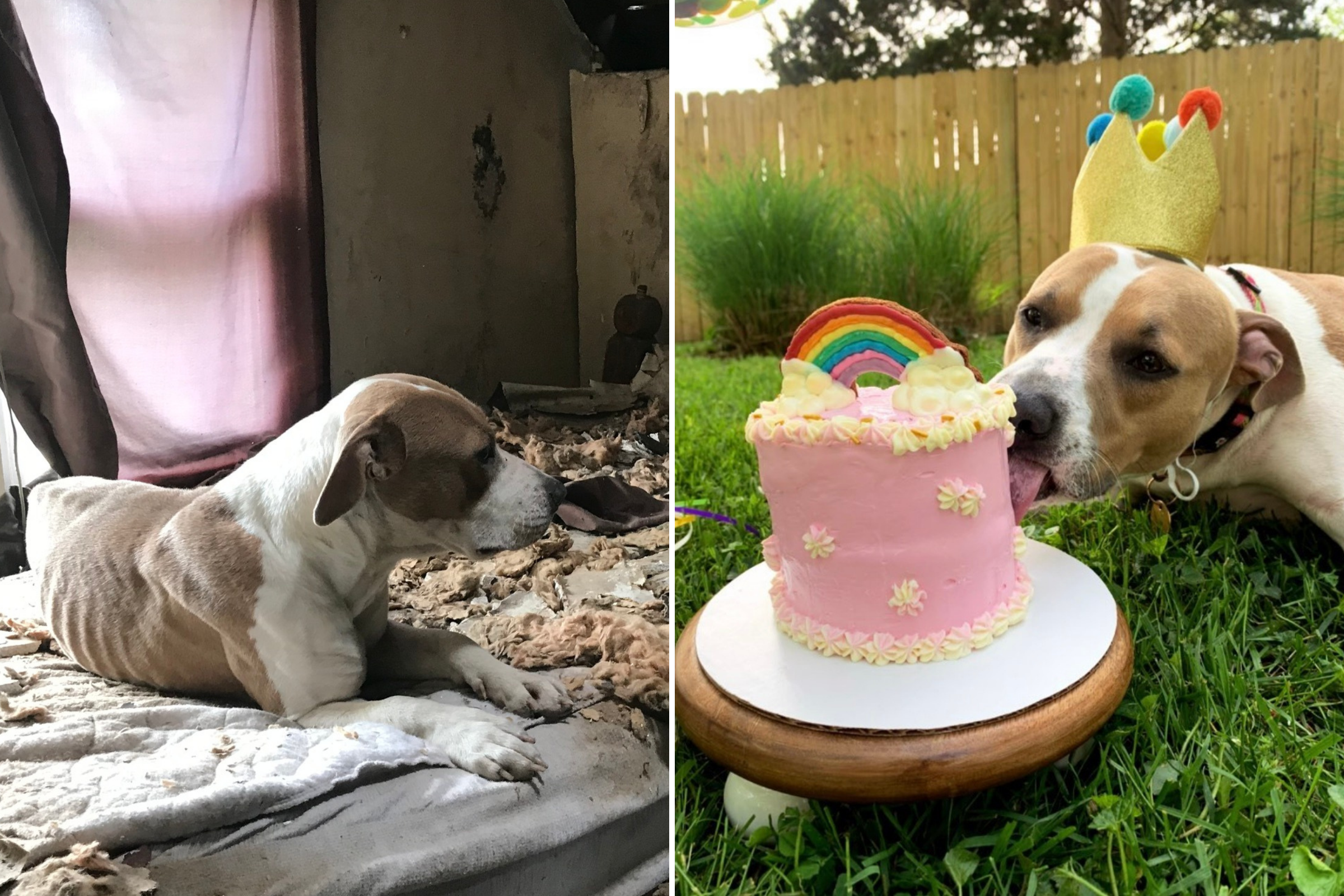 Dog Rescued From Crumbling House Finds Forever Home: 'Happy Ending' Dog Rescued From Crumbling House Finds Forever Home: 'Happy Ending'