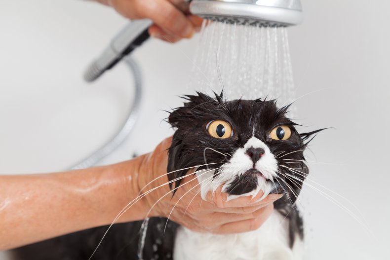 Cat getting a shower.