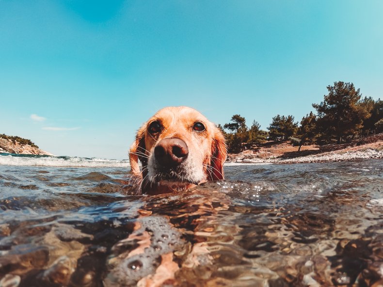 Dog swimming in ocean.
