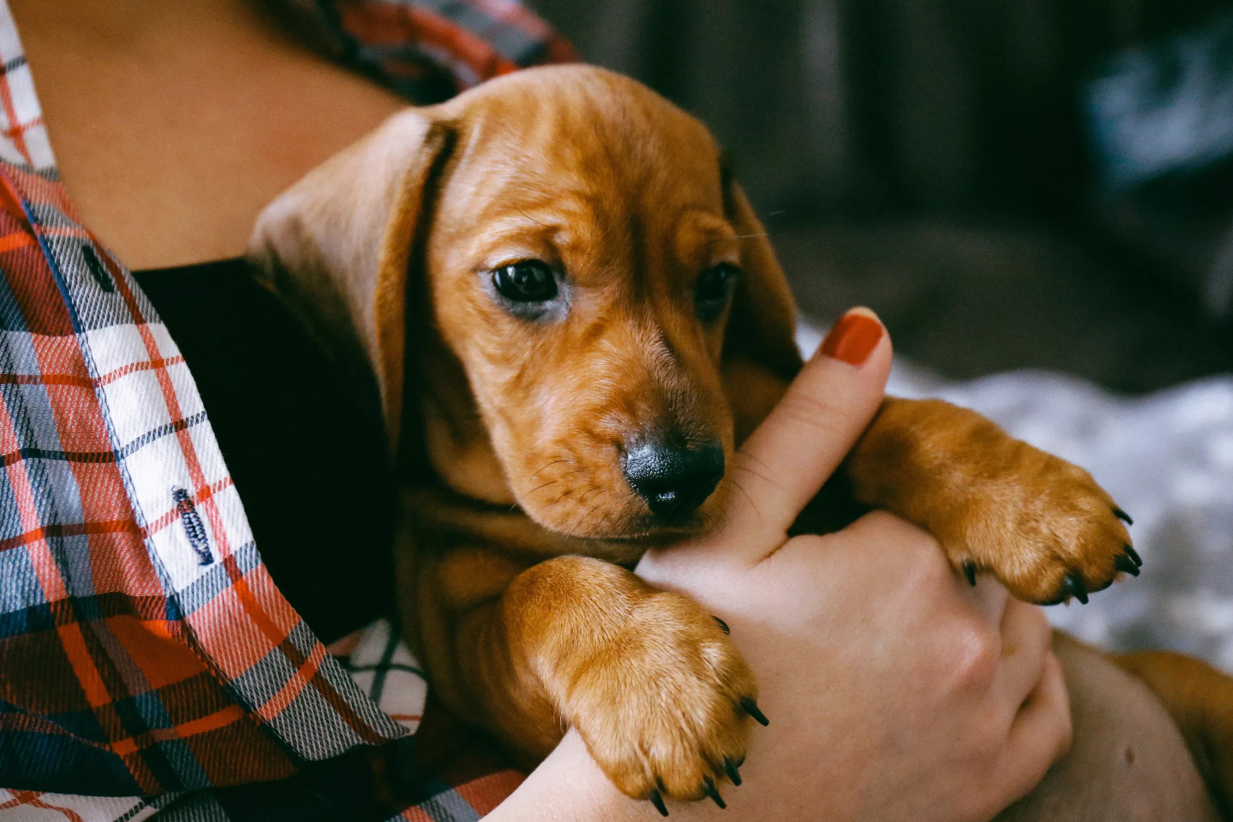 Boy's Adorable Reaction to Surprise Puppy Melts Hearts: 'I Cried a Bit' - Vimarsana News