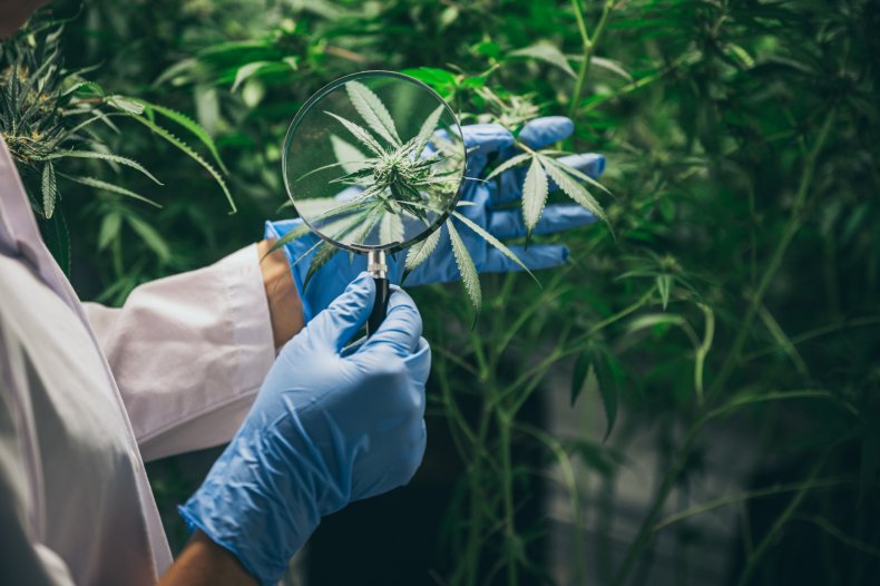 Cannabis leaf