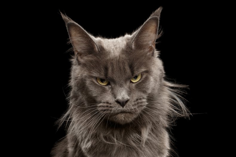 Grumpy maine coon