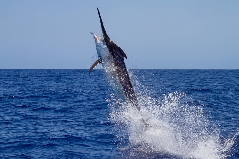 Black Marlin launches out of water