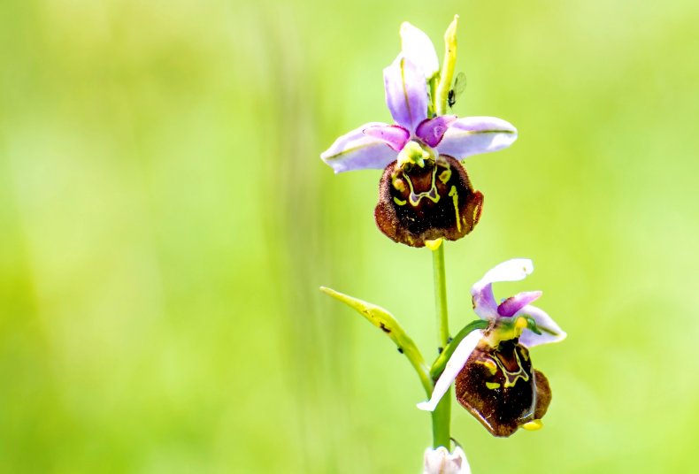 Late spider orchid