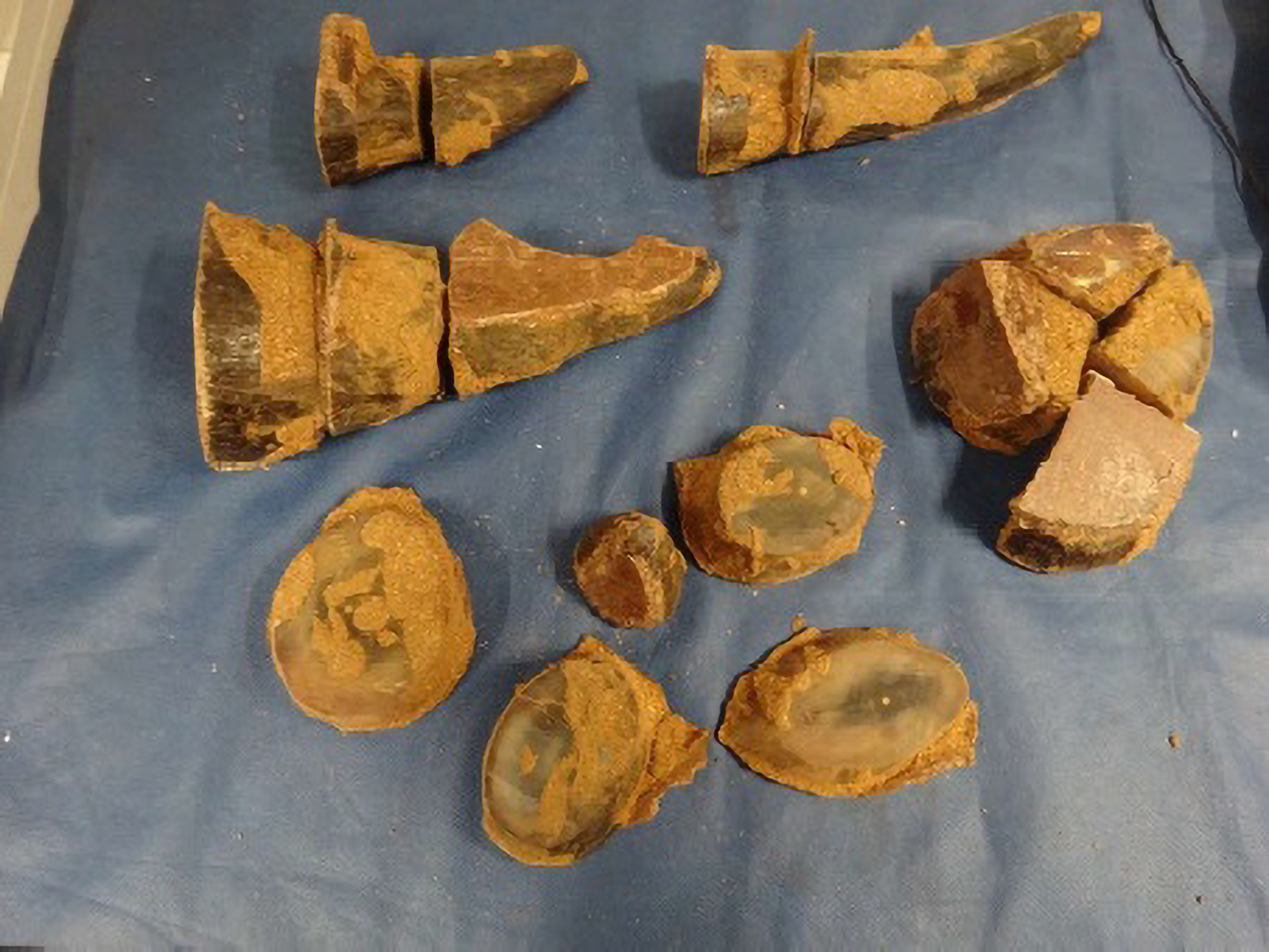 Fifteen Pounds of Rhino Horn Found in False Bottom Box