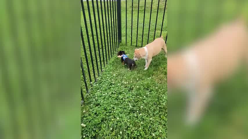 Puppy Escape Hanger Fence Figurine 