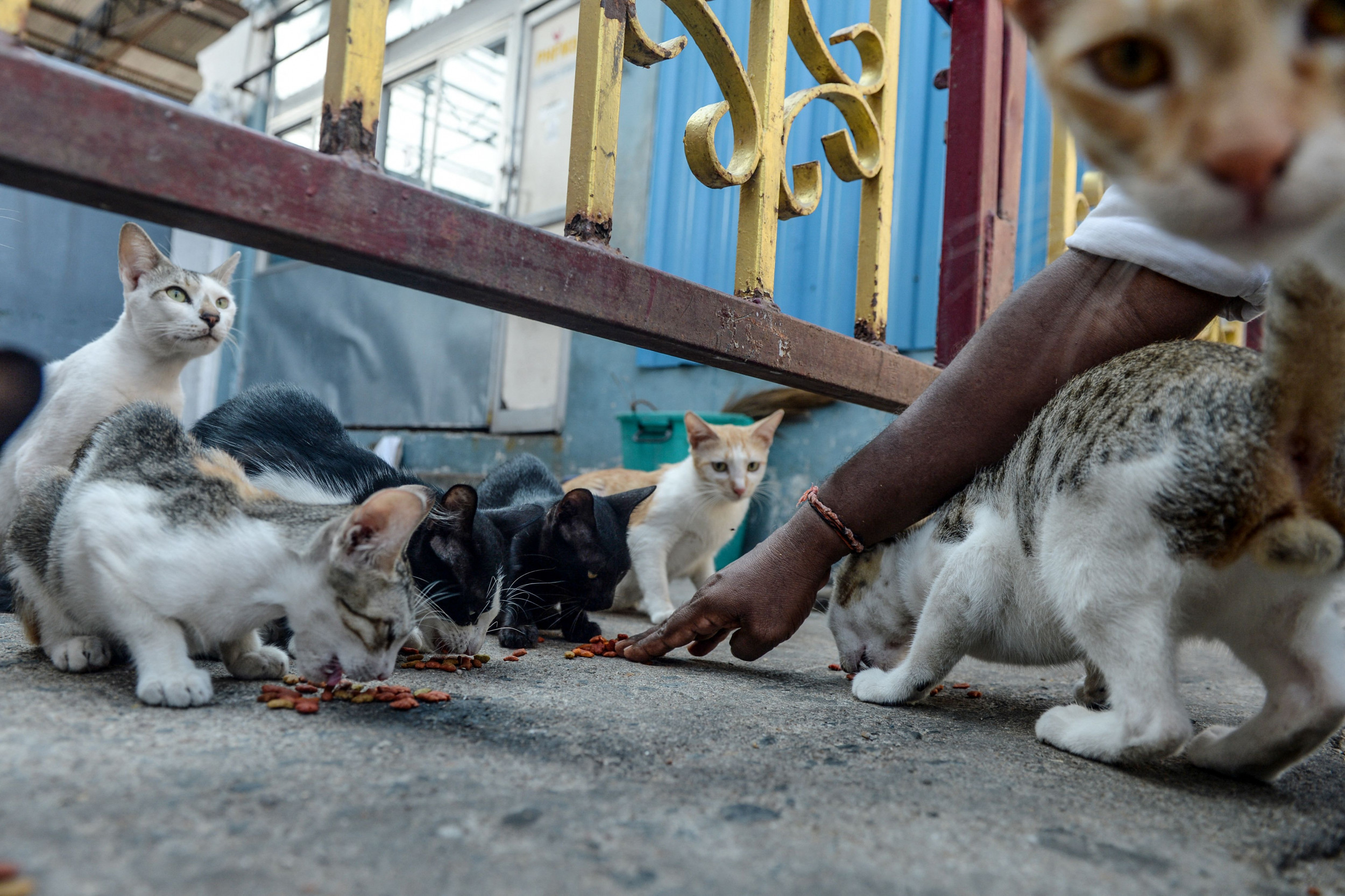  Meowdash Stray Animals Get Food Delivered By Mini Car In Adorable Videos