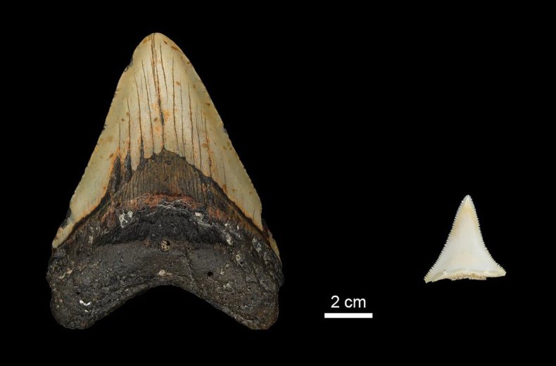 Shark tooth comparison megalodon