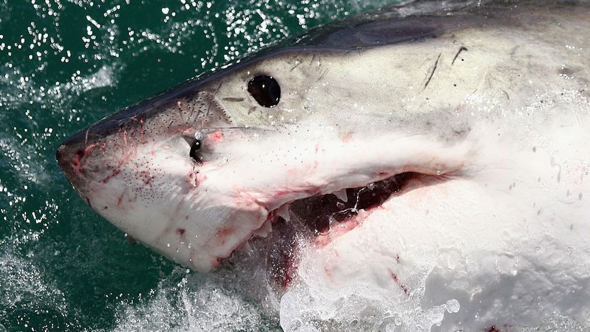 How Great White Sharks May Have Helped Wipe Out Mighty Megalodons ...