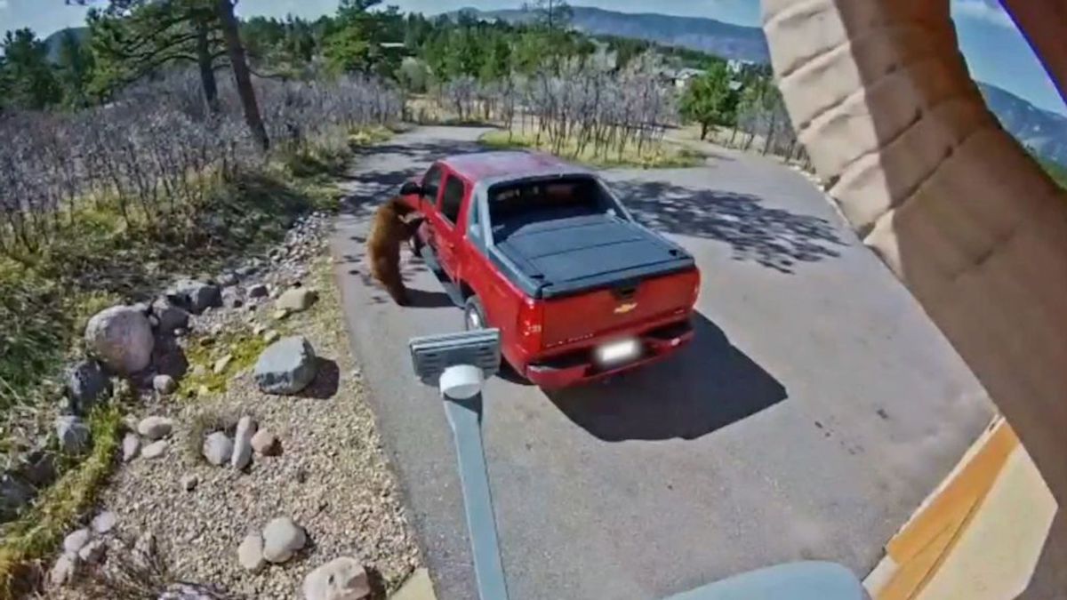 Video Catches Moment Bear Tries to Break Into Truck