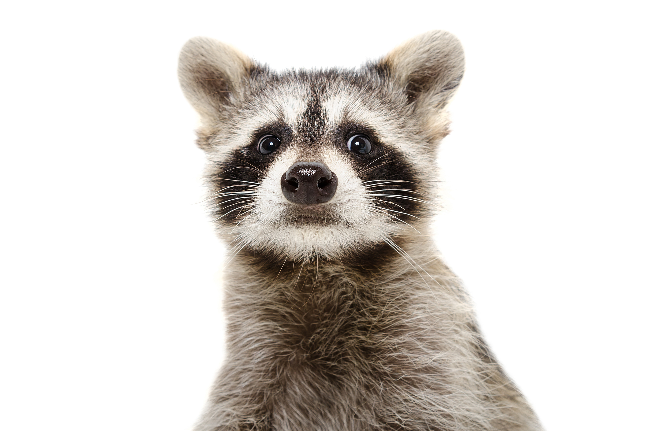 Woodland Baby Raccoon Baby Animal Print X 10 | lupon.gov.ph