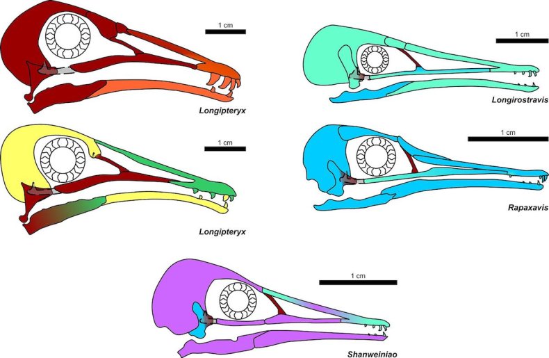 Reconstructions of longiterygid skulls