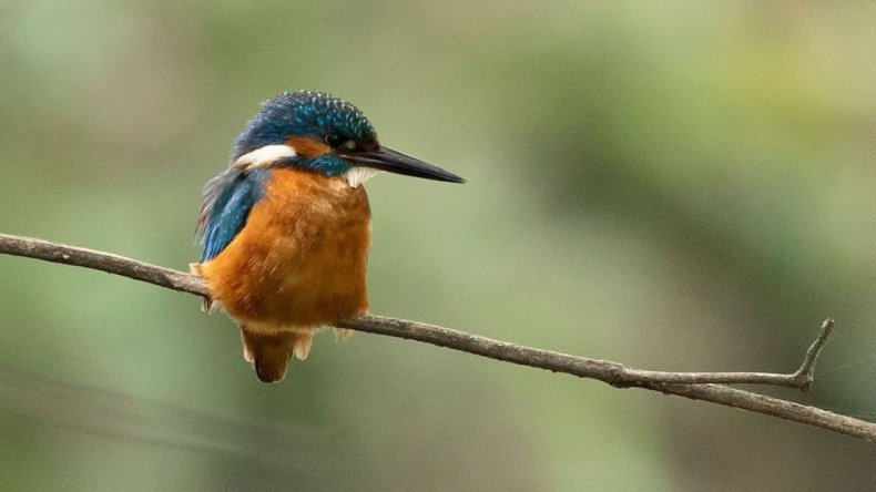 Kingfisher on branch over Wandle in England