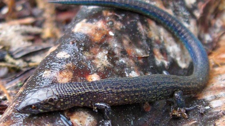 Proctoorus katerynae discovered in Peru