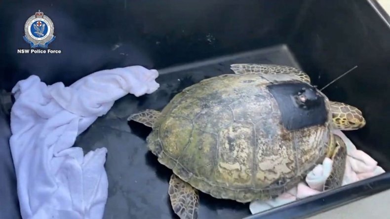 Release of turtles at Taronga Zoo