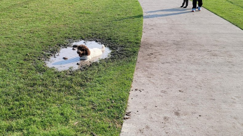 Dog Hops In Only Puddle in Park 