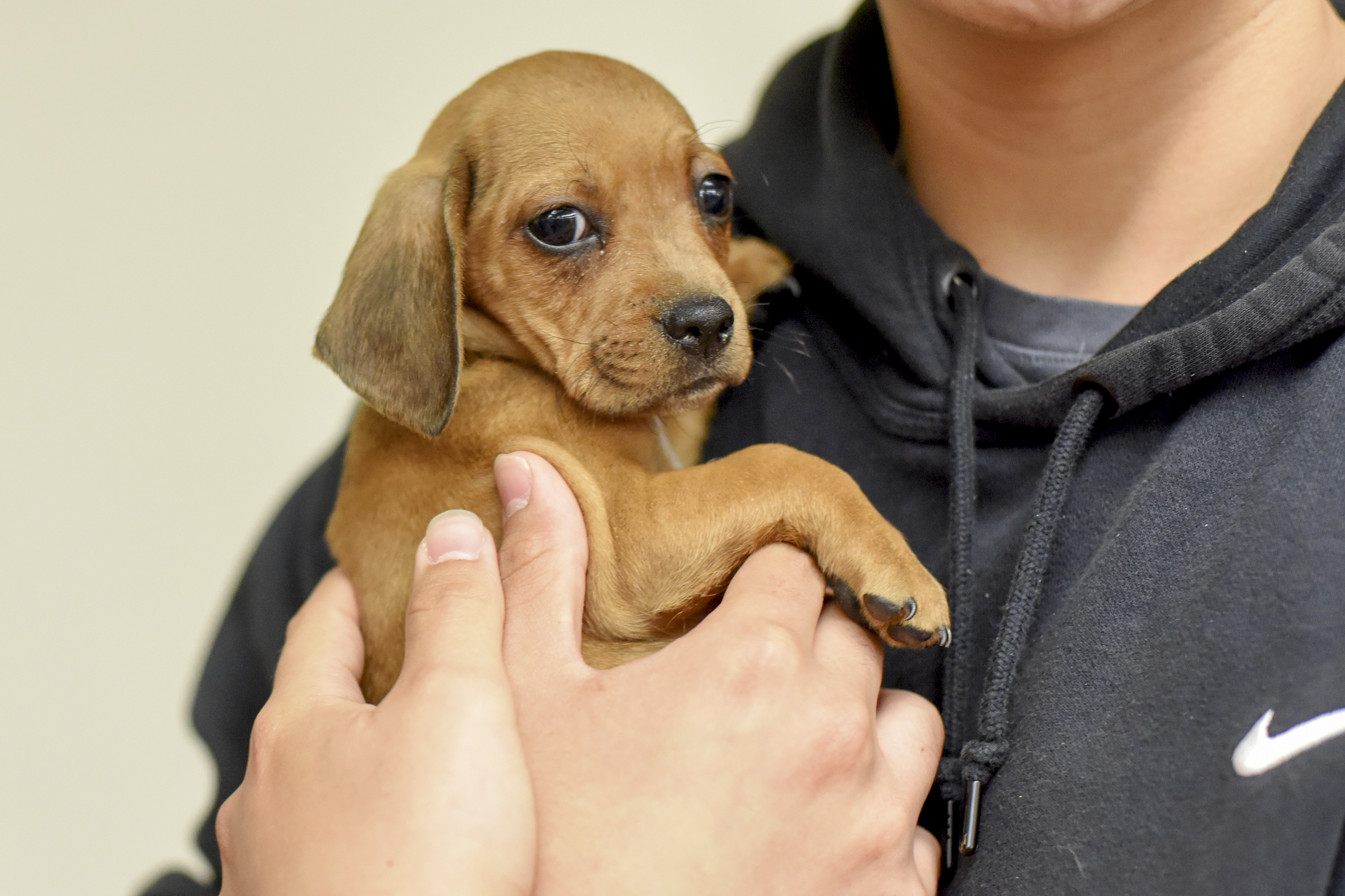 Thirty Dogs, Cats Found Dead in Cages in Animal Rescue CEO’s Home: Police