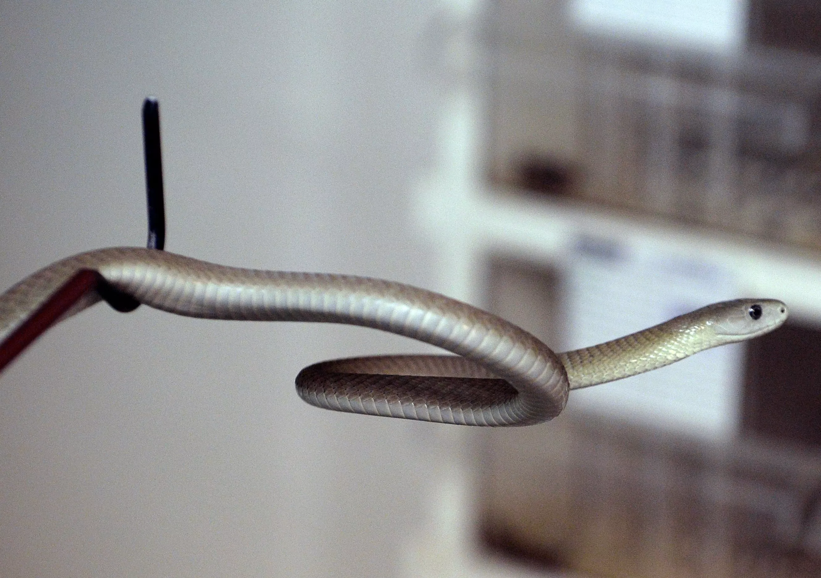 Huge Black Mambas Found Mating Beneath Woman's Front Door - Vimarsana News