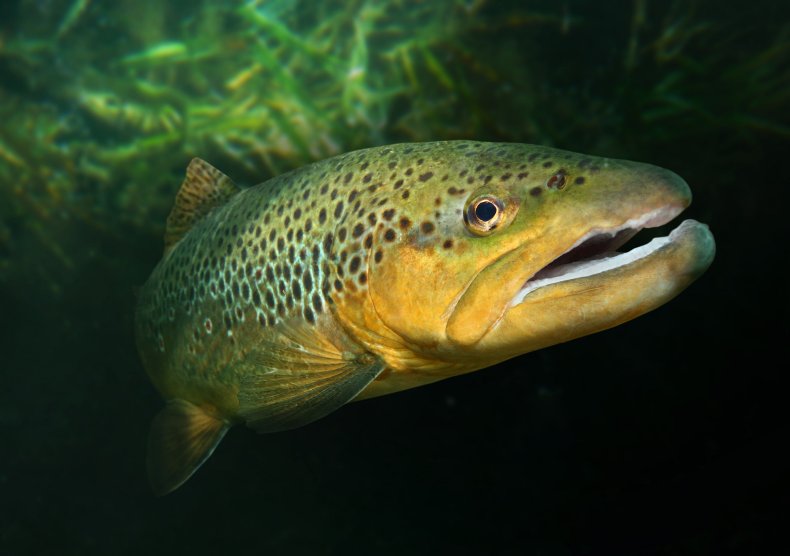 Brown trout