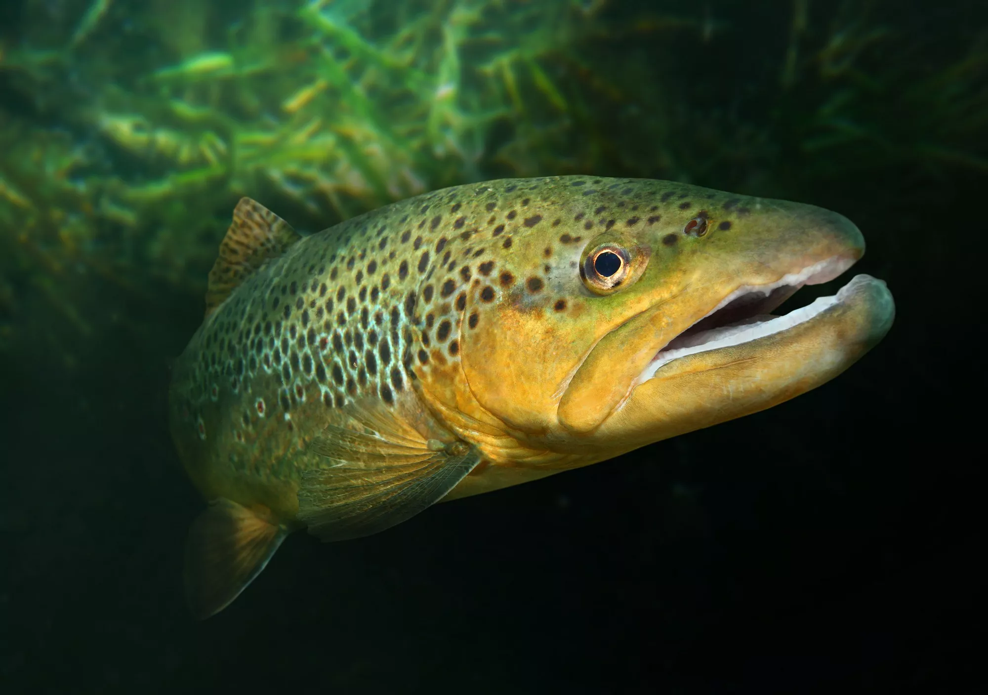 'Beast' of a Brown Trout Caught by Georgia Angler Could Be Record-Breaker - Vimarsana News