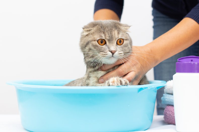 cat bath