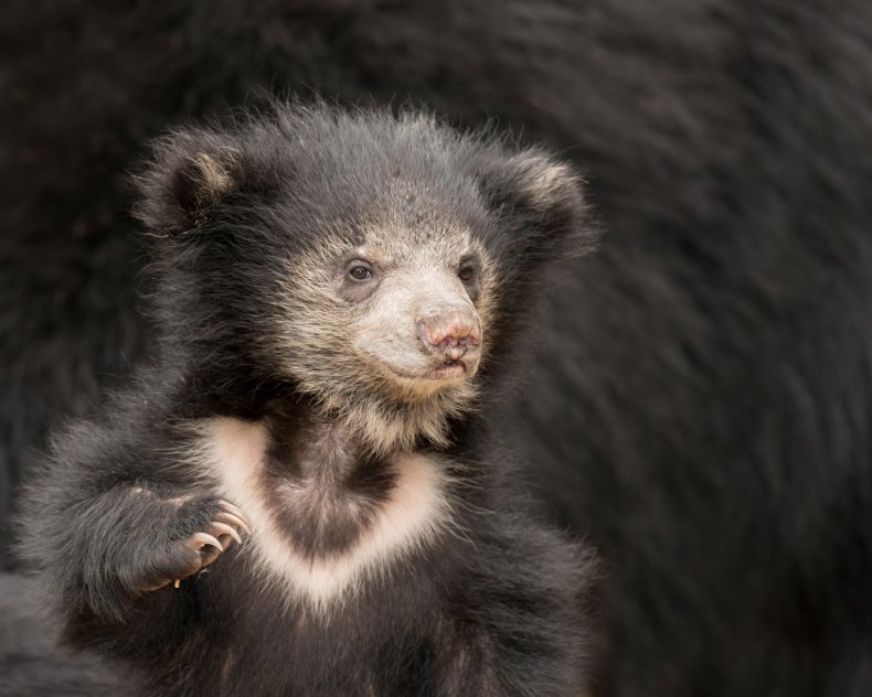 sloth bear cub