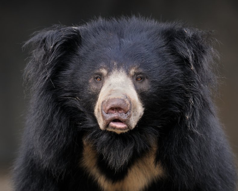 sloth bear adult