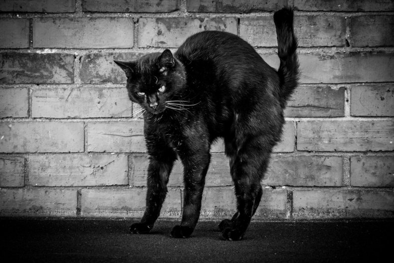 An image showing a standing black cat
